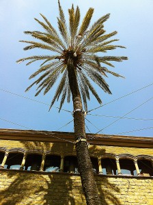 130503_palmera_003