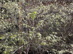 Petit_130416_branques_834
