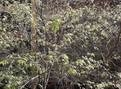 Petit_130416_branques_834