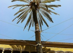 Petit_130503_palmera_003