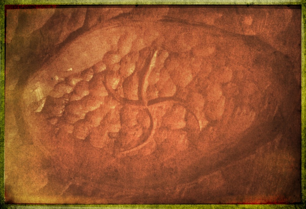 140209_terra_525