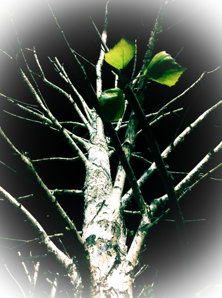140418_arbre_nit_145
