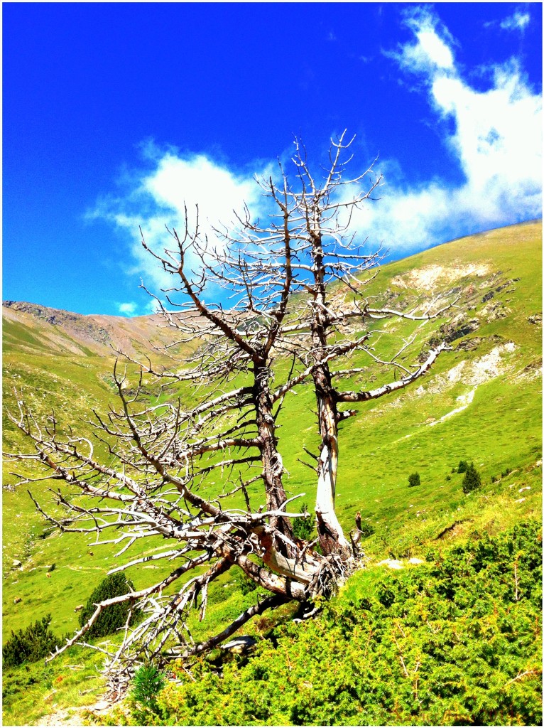 Arbre mort camí de Núria