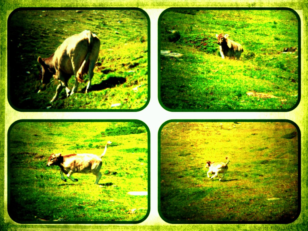 Vaques a Núria