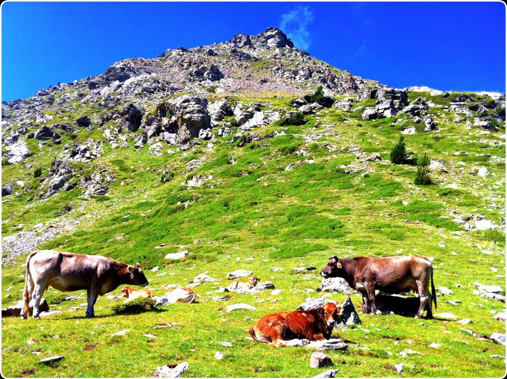 Vaques camí de Núria