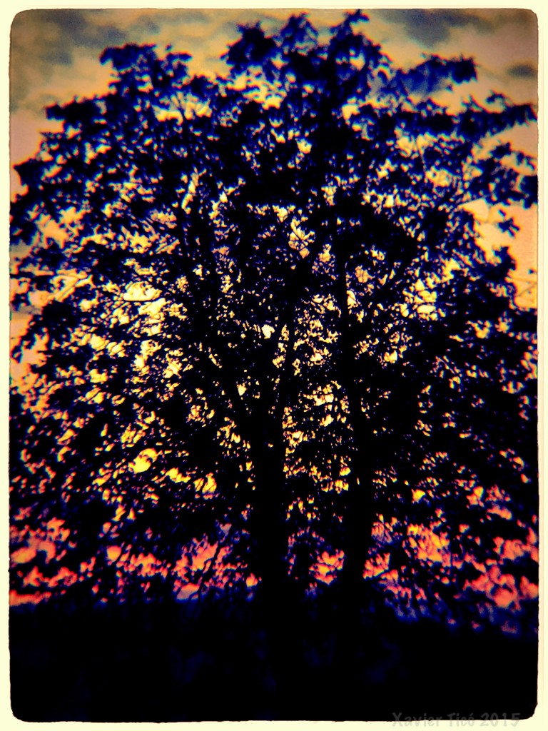 Arbre crepuscular