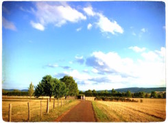 Camí rural